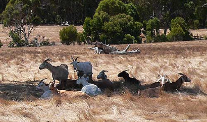 Dairy Goats, Koonac Goat Farm