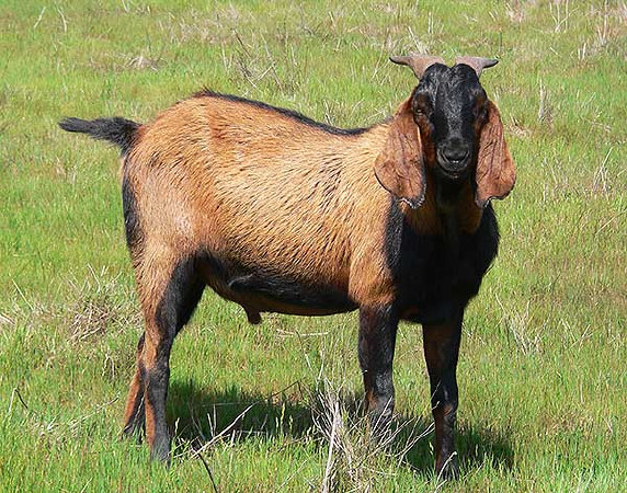 Dairy Nubian Buck Emmett